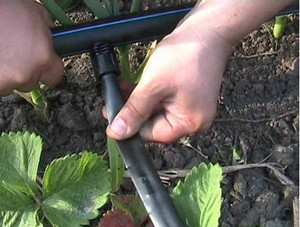 Установка системы капельного полива теплицы Монтаж капельного полива