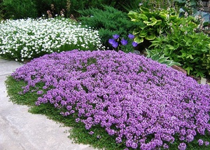 Почвопокровные растения для сада - гарантируем мир ярких красок